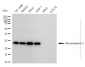KD-Validated Anti-Peroxiredoxin 3 Rabbit Monoclonal Antibody